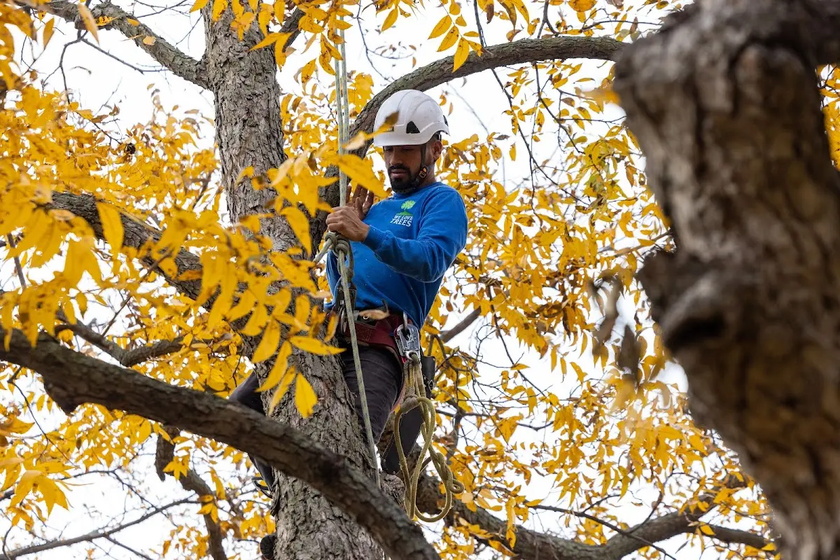 Skilled Tree Trimming crew working in Upper Tract